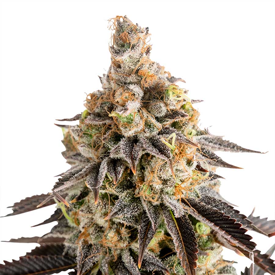 Auto Cookies Gelato