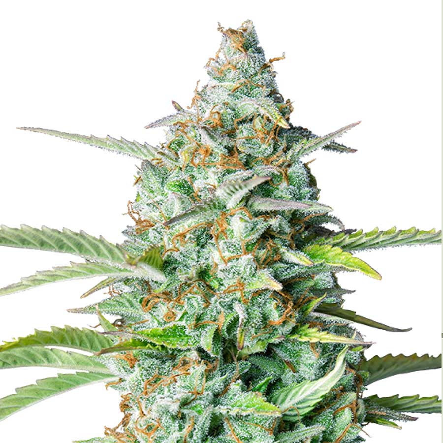 Auto Northern Light