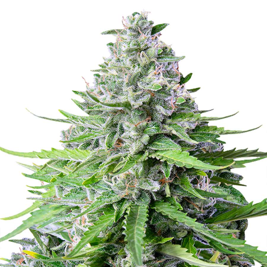 Auto Royal Cookies