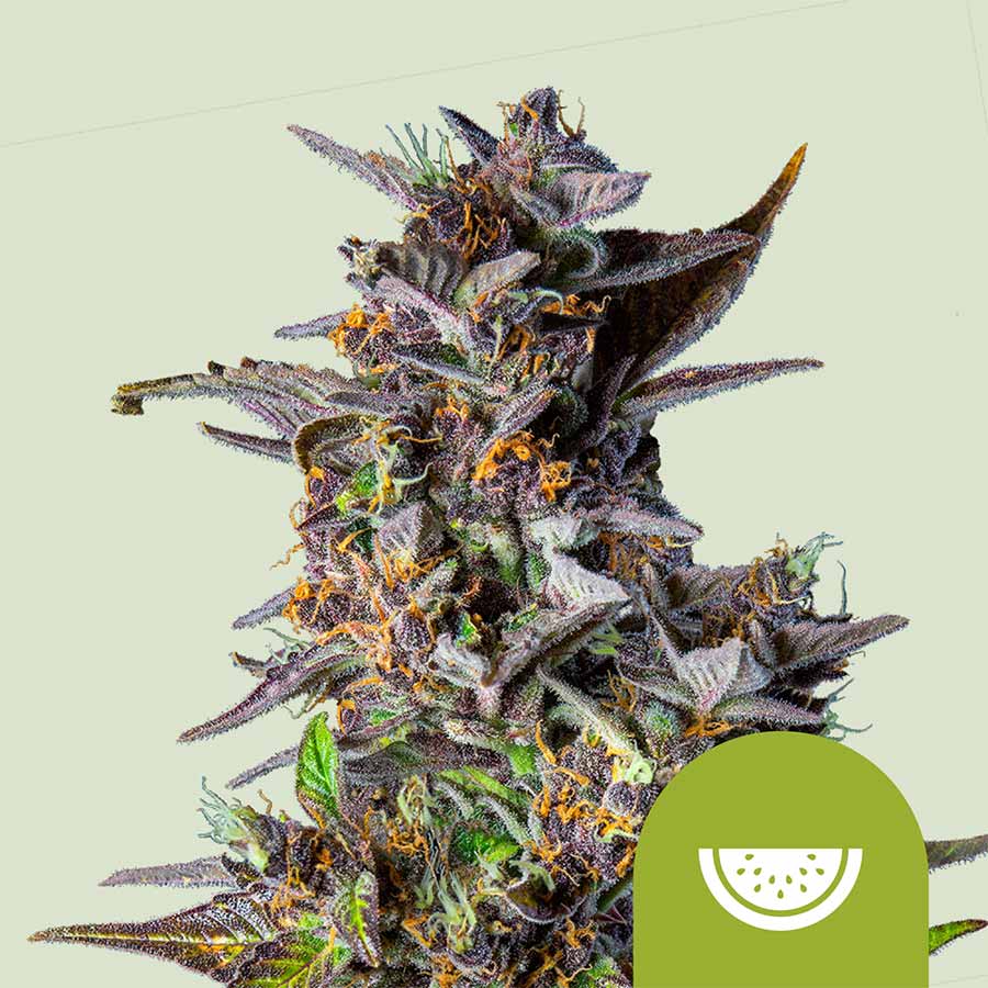 Auto Watermelon