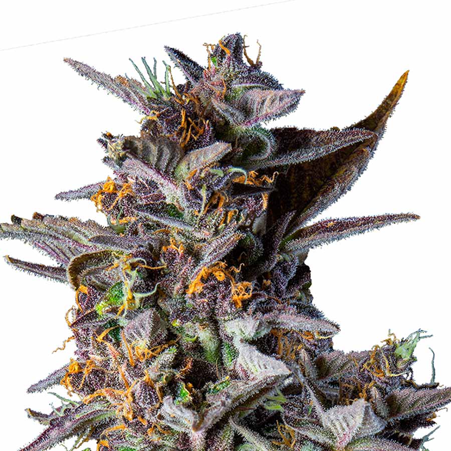 Auto Watermelon