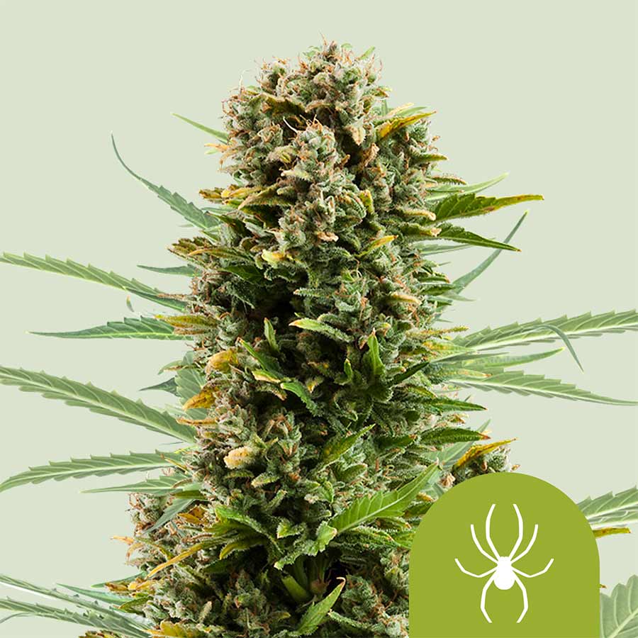 Auto White Widow