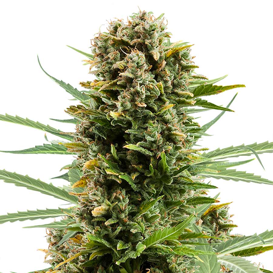 Auto White Widow