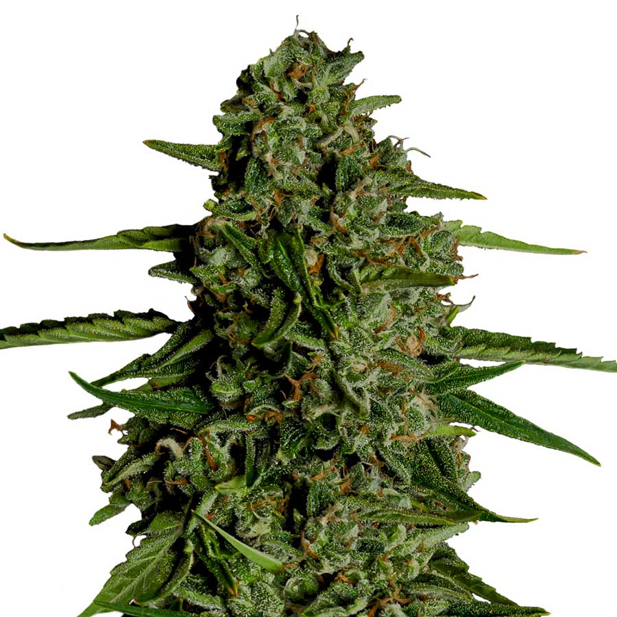 F1 Hybrids Medusa