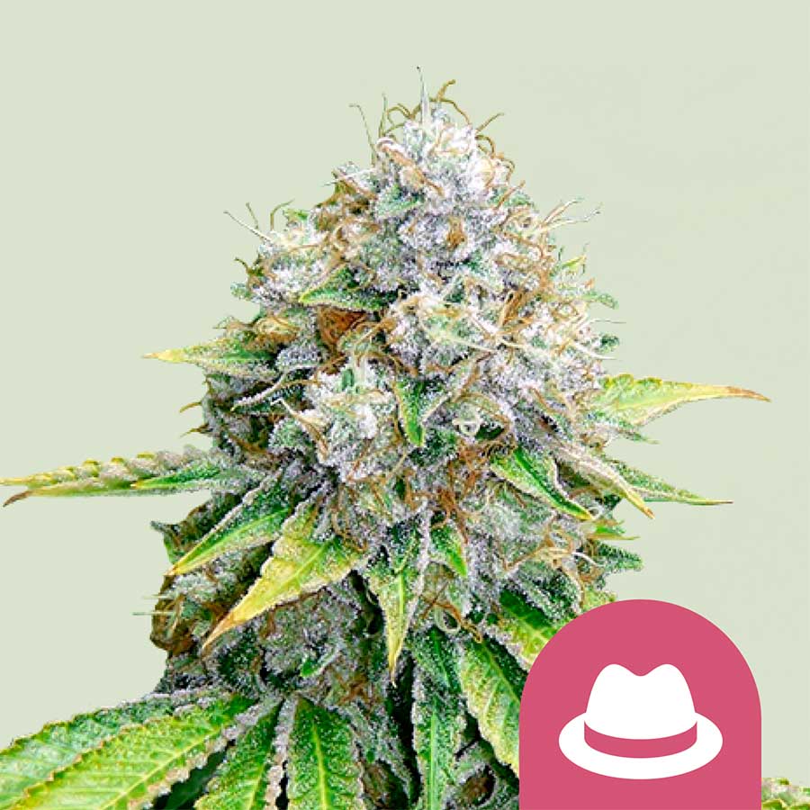 OG Kush - immagine 2
