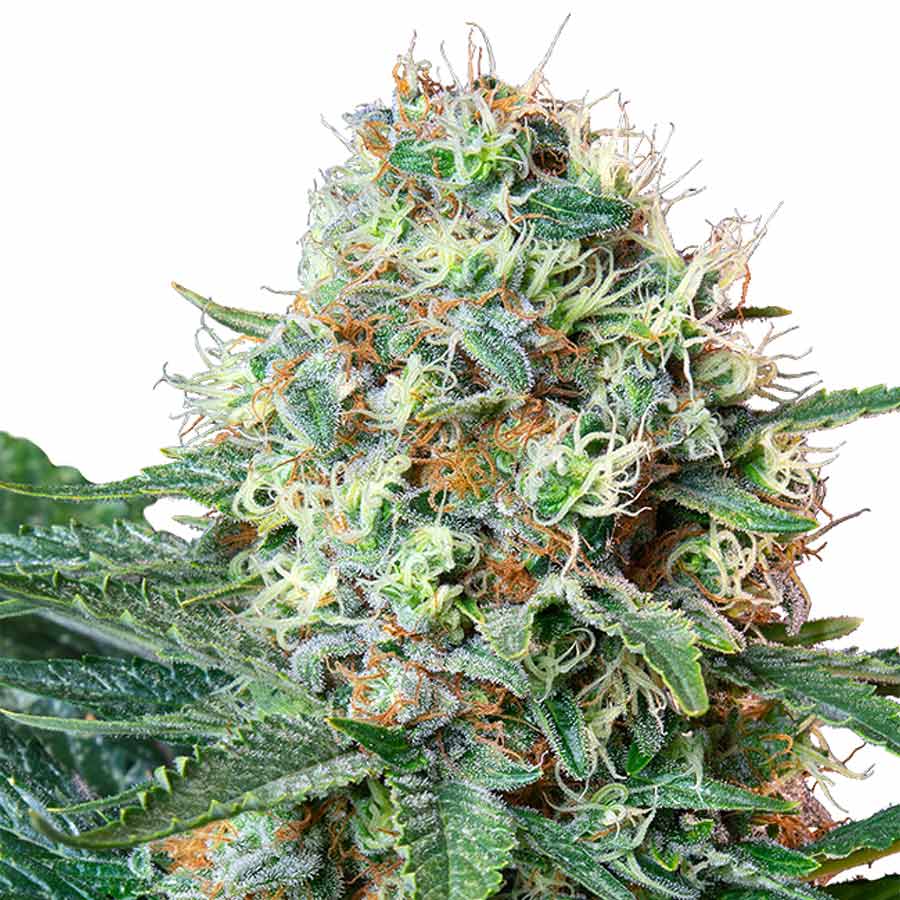 Royal-Cookies-fem