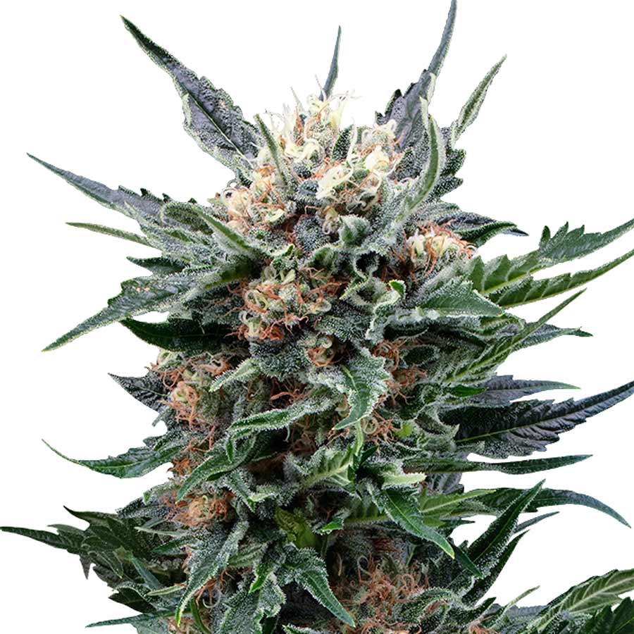 Royal-Gorilla-fem
