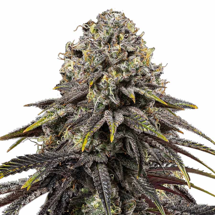 Tyson Dynamite Diesel Fem