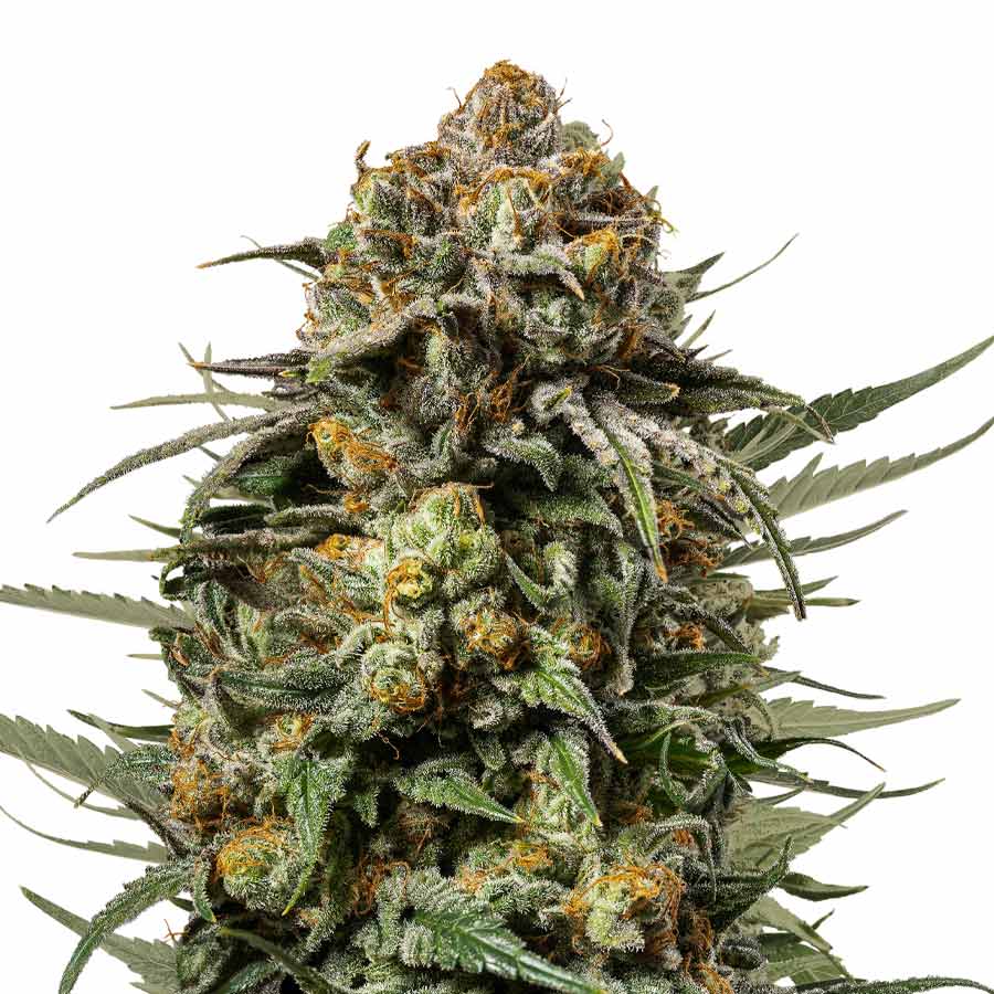 Tyson Gelato44 Fem