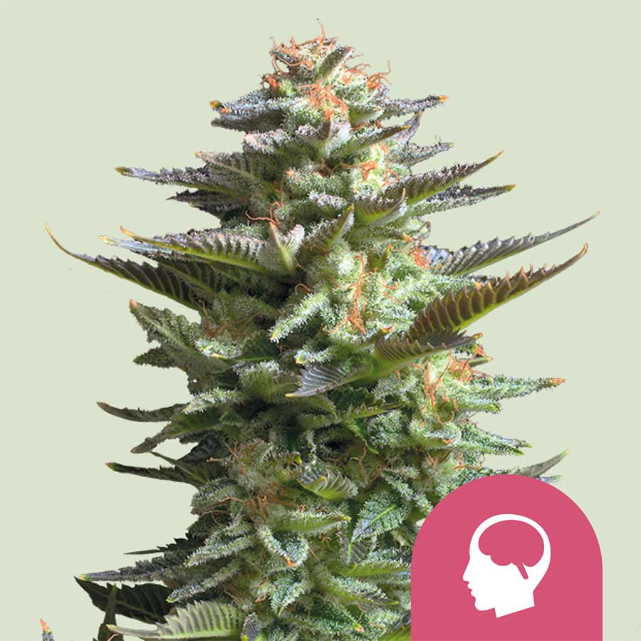 Amnesia Haze - immagine 2
