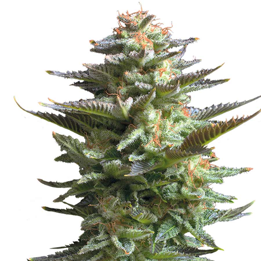 amnesia-haze-fem