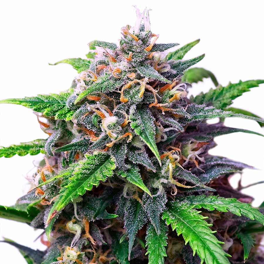 purple lemonade automatic