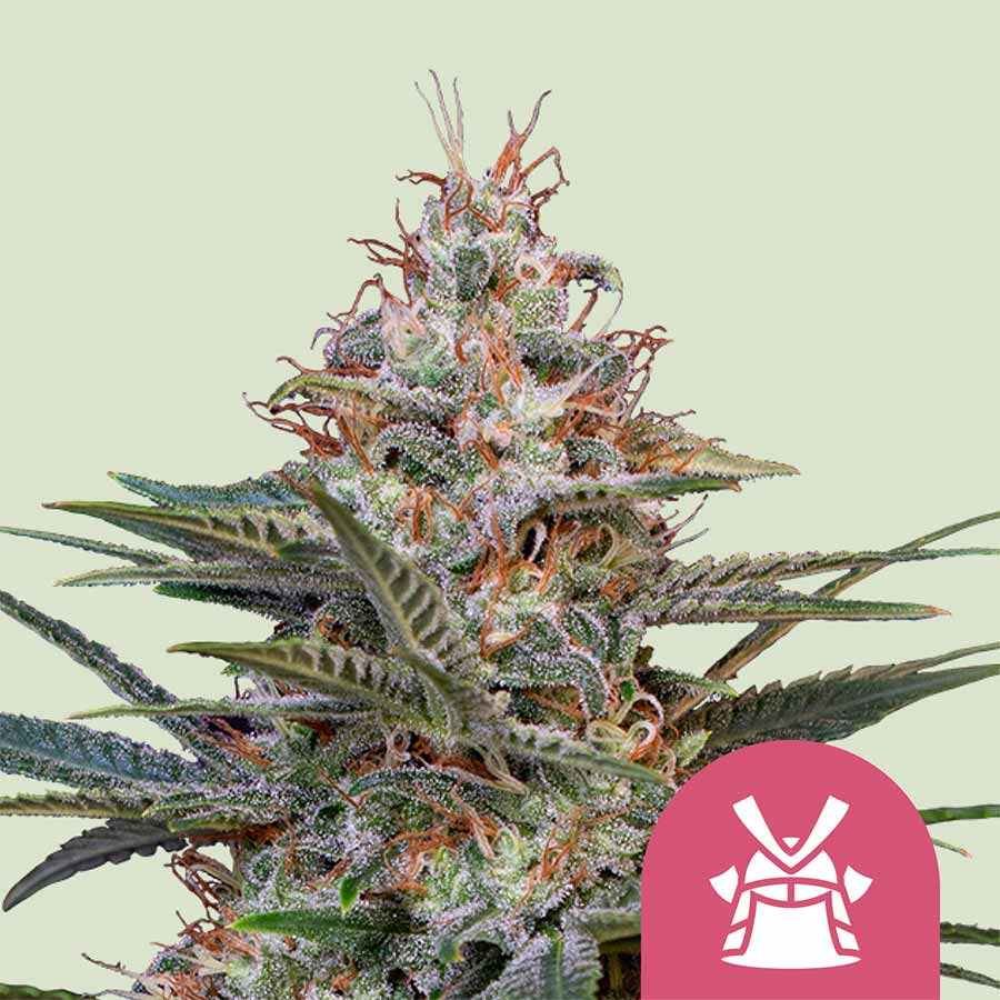 Shogun - immagine 3