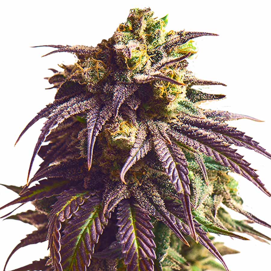 sundae-driver-fem