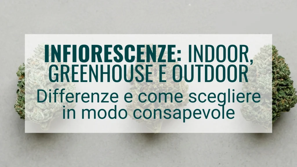 Infiorescenze-indoor-greenhouse-e-outdoor