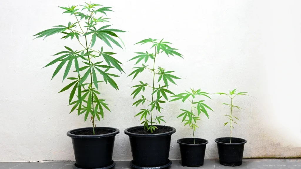 Cannabis legale