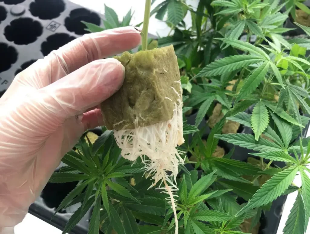 Piante e talee di cannabis ornamentale
