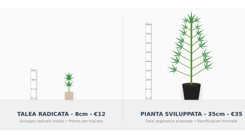 Talea radicata - Pianta sviluppata