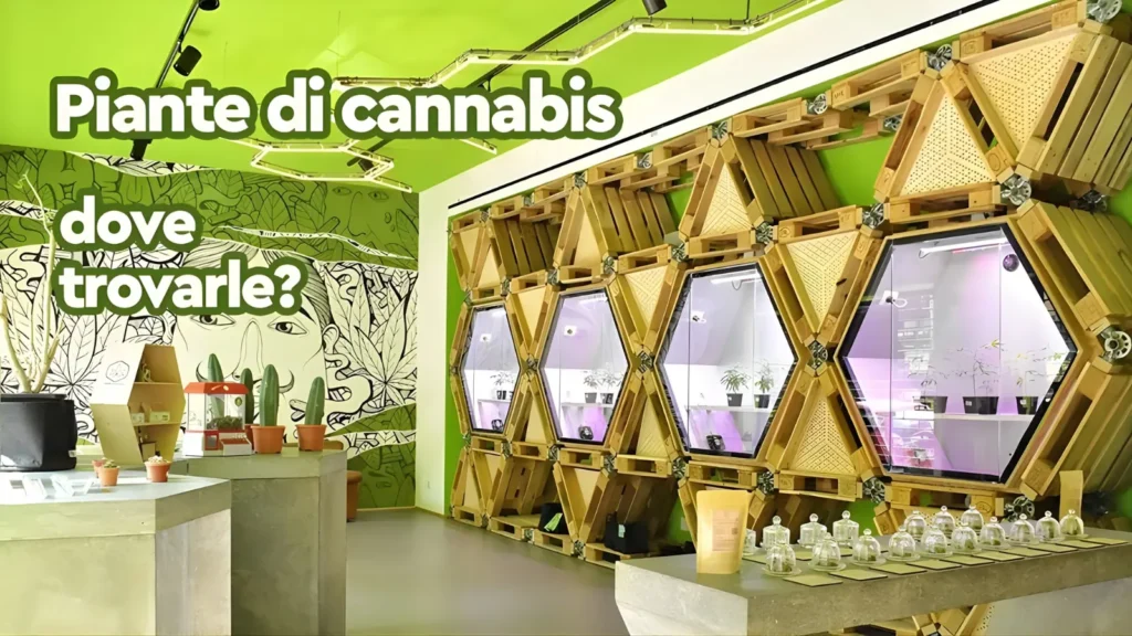 Piante e talee di cannabis ornamentale