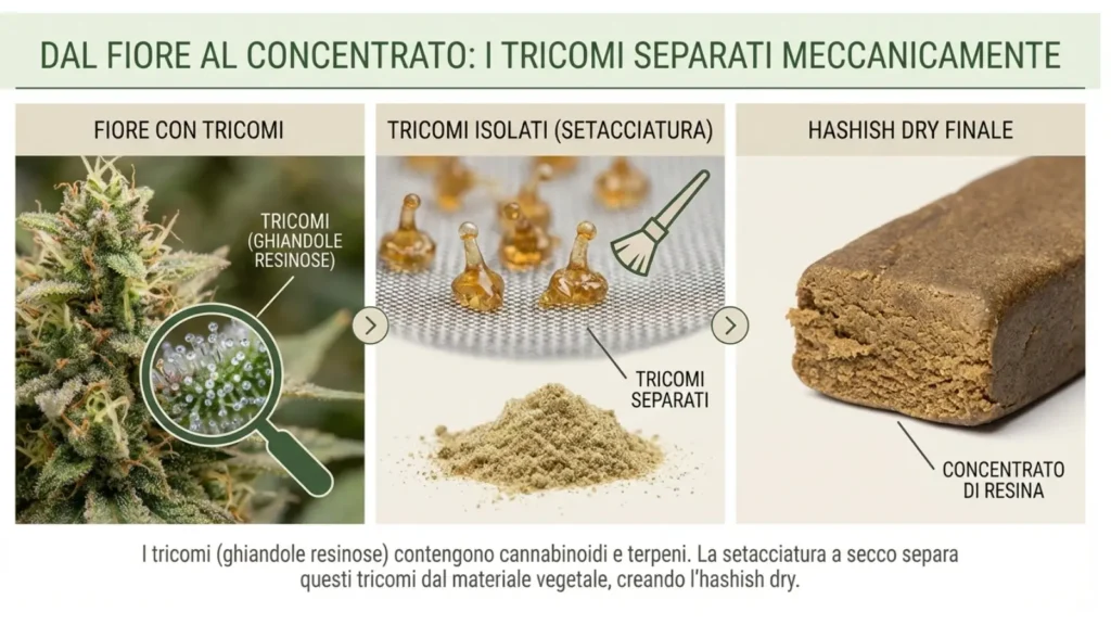 Hashish dry significato
