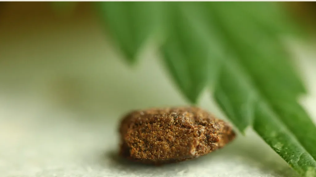 Hashish dry significato