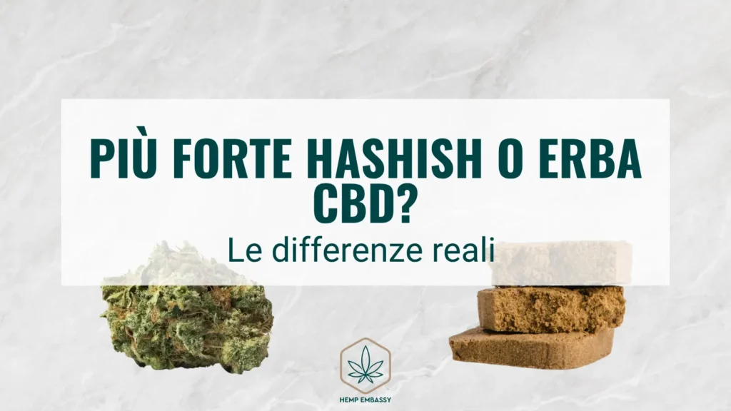 Più forte hashish o erba CBD_ Le differenze reali