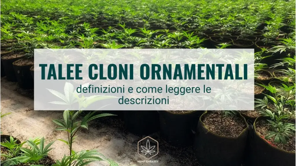 Talee cloni ornamentali
